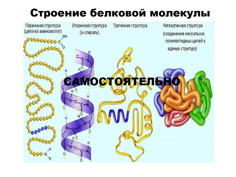Строение белковой молекулы САМОСТОЯТЕЛЬНО Строение белковой молекулы САМОСТОЯТЕЛЬНО